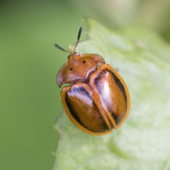 Chelymorpha cribraria by no rights reserved, uploaded by Frank Thomas Sautter. Used under a CC0 license.
