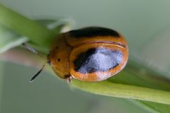 Chelymorpha cribraria by no rights reserved, uploaded by Frank Thomas Sautter. Used under a CC0 license.