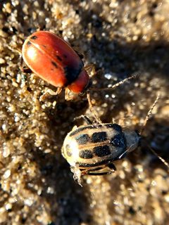 Cerotoma trifurcata by (c) Andrew Sebastian, some rights reserved (CC BY), uploaded by Andrew Sebastian. Used under a CC-BY license.