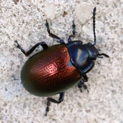 Chrysolina auripennis by (c) Catherine C. Galley, some rights reserved (CC BY), uploaded by Catherine C. Galley. Used under a CC-BY license.