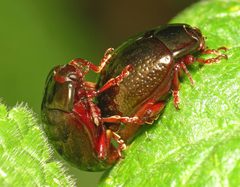 Chrysolina bankii by (c) Martin Cooper, some rights reserved (CC BY). Used under a CC-BY license.