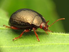 Chrysolina bankii by (c) Katja Schulz, some rights reserved (CC BY). Used under a CC-BY license.