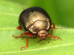 Chrysolina bankii by (c) Katja Schulz, some rights reserved (CC BY). Used under a CC-BY license.
