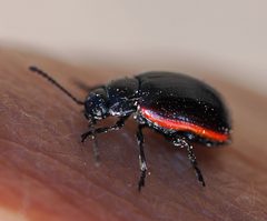 Chrysolina flavomarginata by (c) Wendy McCrady, some rights reserved (CC BY), uploaded by Wendy McCrady. Used under a CC-BY license.