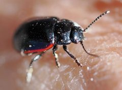 Chrysolina flavomarginata by (c) Wendy McCrady, some rights reserved (CC BY), uploaded by Wendy McCrady. Used under a CC-BY license.