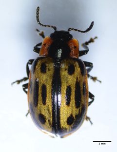 Chrysomela confluens by (c) Don Loarie, some rights reserved (CC BY). Used under a CC-BY license.