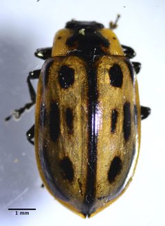 Chrysomela confluens by (c) Don Loarie, some rights reserved (CC BY), uploaded by Don Loarie. Used under a CC-BY license.