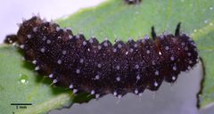 Chrysomela confluens by (c) Don Loarie, some rights reserved (CC BY), uploaded by Don Loarie. Used under a CC-BY license.