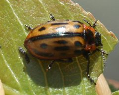 Chrysomela confluens by no rights reserved, uploaded by Scott Loarie. Used under a CC0 license.