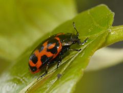 Chrysomela falsa by (c) Matt Muir, some rights reserved (CC BY), uploaded by Matt Muir. Used under a CC-BY license.