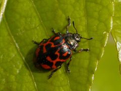 Chrysomela falsa by (c) Matt Muir, some rights reserved (CC BY), uploaded by Matt Muir. Used under a CC-BY license.