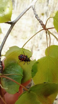 Chrysomela falsa by (c) Alexandria 'Alex' Wenninger, some rights reserved (CC BY), uploaded by Alexandria 'Alex' Wenninger. Used under a CC-BY license.