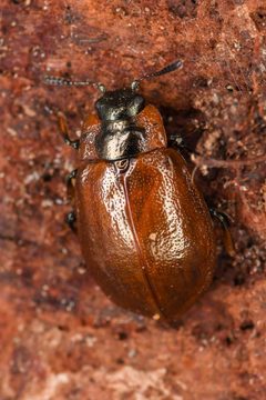 Chrysomela schaefferi by (c) Trevor Van Loon, some rights reserved (CC BY), uploaded by Trevor Van Loon. Used under a CC-BY license.