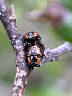 Chrysomela schaefferi by no rights reserved, uploaded by Alex Heyman. Used under a CC0 license.