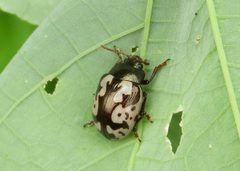 Calligrapha ancoralis by (c) Francisco Farriols Sarabia, some rights reserved (CC BY), uploaded by Francisco Farriols Sarabia. Used under a CC-BY license.