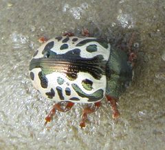 Calligrapha ignota by (c) alicia penney, some rights reserved (CC BY), uploaded by alicia penney. Used under a CC-BY license.