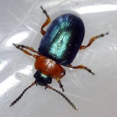 Gastrophysa polygoni by (c) Barry Walter, some rights reserved (CC BY), uploaded by Barry Walter. Used under a CC-BY license.
