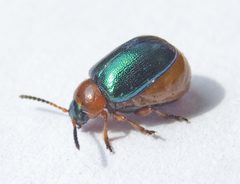 Gastrophysa polygoni by (c) katunchik, some rights reserved (CC BY), uploaded by katunchik. Used under a CC-BY license.