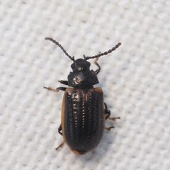 Microtheca by (c) Russell Pfau, some rights reserved (CC BY), uploaded by Russell Pfau. Used under a CC-BY license.