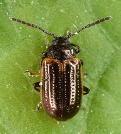 Microtheca by (c) skitterbug, some rights reserved (CC BY), uploaded by skitterbug. Used under a CC-BY license.