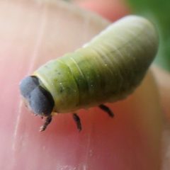 Paropsisterna m-fuscum by (c) Daniel Levitis, some rights reserved (CC BY), uploaded by Daniel Levitis. Used under a CC-BY license.