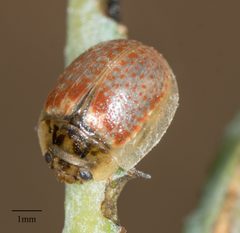 Paropsisterna m-fuscum by no rights reserved, uploaded by Jesse Rorabaugh. Used under a CC0 license.
