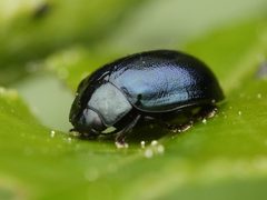 Plagiodera by (c) Alexis Tinker-Tsavalas, some rights reserved (CC BY), uploaded by Alexis Tinker-Tsavalas. Used under a CC-BY license.