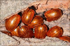 Plagiodera by (c) RAP, some rights reserved (CC BY), uploaded by RAP. Used under a CC-BY license.