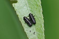 Plagiodera versicolora by (c) Bill Keim, some rights reserved (CC BY). Used under a CC-BY license.