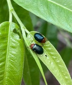 Plagiodera arizonae by (c) Ethan Wright, some rights reserved (CC BY), uploaded by Ethan Wright. Used under a CC-BY license.