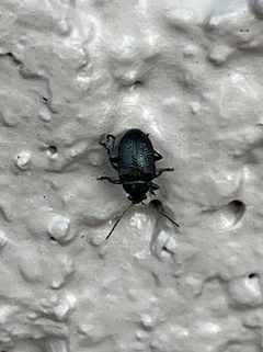 Colaspis nigrocyanea by (c) CK2AZ, some rights reserved (CC BY), uploaded by CK2AZ. Used under a CC-BY license.