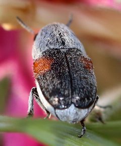 Coleothorpa axillaris by (c) Catherine C. Galley, some rights reserved (CC BY), uploaded by Catherine C. Galley. Used under a CC-BY license.