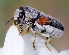 Coleothorpa axillaris by (c) Catherine C. Galley, some rights reserved (CC BY), uploaded by Catherine C. Galley. Used under a CC-BY license.