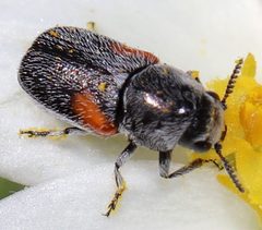 Coleothorpa axillaris by (c) Catherine C. Galley, some rights reserved (CC BY), uploaded by Catherine C. Galley. Used under a CC-BY license.