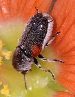 Coleothorpa axillaris by (c) Catherine C. Galley, some rights reserved (CC BY), uploaded by Catherine C. Galley. Used under a CC-BY license.