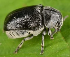 Coleothorpa dominicana by (c) skitterbug, some rights reserved (CC BY), uploaded by skitterbug. Used under a CC-BY license.