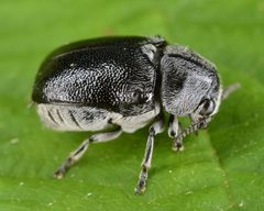 Coleothorpa dominicana by (c) skitterbug, some rights reserved (CC BY), uploaded by skitterbug. Used under a CC-BY license.