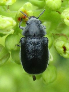 Coleothorpa dominicana by (c) jfox16, some rights reserved (CC BY), uploaded by jfox16. Used under a CC-BY license.