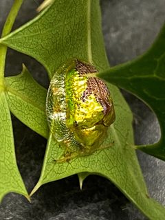 Coptocycla texana by (c) Tamara T, some rights reserved (CC BY), uploaded by Tamara T. Used under a CC-BY license.