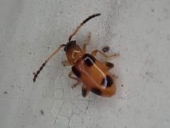 Cornulactica varicornis by (c) eamonccorbett, some rights reserved (CC BY), uploaded by eamonccorbett. Used under a CC-BY license.