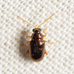 Crepidodera browni by (c) Justin Williams, some rights reserved (CC BY), uploaded by Justin Williams. Used under a CC-BY license.