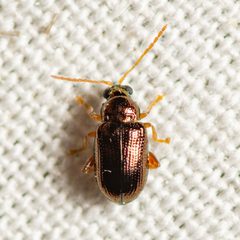 Crepidodera browni by (c) Justin Williams, some rights reserved (CC BY), uploaded by Justin Williams. Used under a CC-BY license.