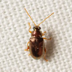 Crepidodera browni by (c) Justin Williams, some rights reserved (CC BY), uploaded by Justin Williams. Used under a CC-BY license.