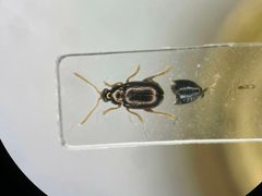 Crepidodera populivora by no rights reserved, uploaded by Nick Bédard. Used under a CC0 license.
