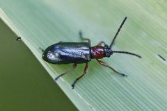 Oulema melanopus by (c) Bill Keim, some rights reserved (CC BY). Used under a CC-BY license.