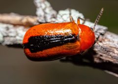 Anomoea by (c) Richard Stovall, some rights reserved (CC BY), uploaded by Richard Stovall. Used under a CC-BY license.