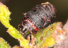 Neochlamisus comptoniae by (c) Jake McCumber, some rights reserved (CC BY), uploaded by Jake McCumber. Used under a CC-BY license.