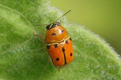 Griburius larvatus by (c) Claire Herzog, some rights reserved (CC BY), uploaded by Claire Herzog. Used under a CC-BY license.