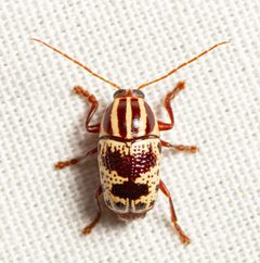 Cryptocephalus leucomelas by (c) Justin Williams, some rights reserved (CC BY), uploaded by Justin Williams. Used under a CC-BY license.