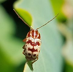 Cryptocephalus leucomelas by (c) Jason Eckberg, some rights reserved (CC BY), uploaded by Jason Eckberg. Used under a CC-BY license.